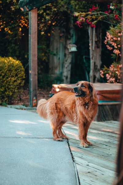 In the long hair brown dog
